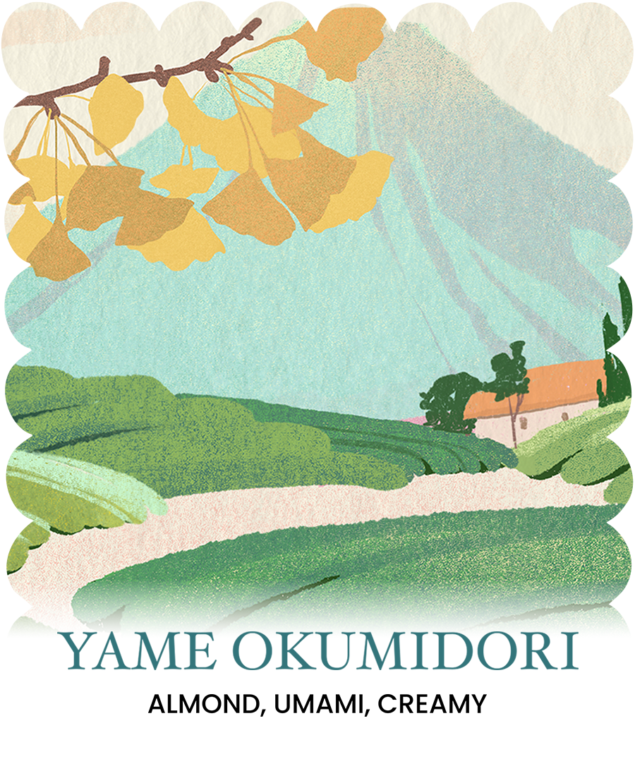 ซอง Yame Okumidori